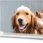 Pet Pampering: How Pet Care is Crossing Over into Personal Care