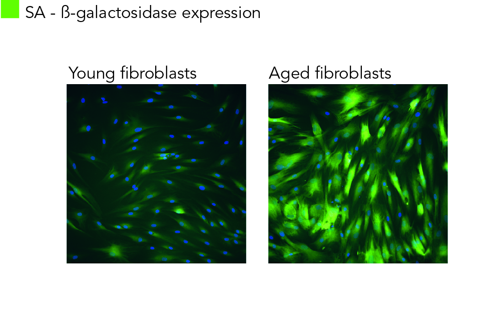 S-1118_BetaGal_Images_Dragonhead-01